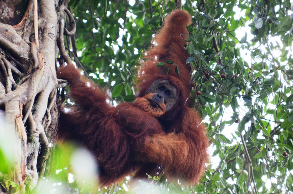 explore-sumatra-orangutan